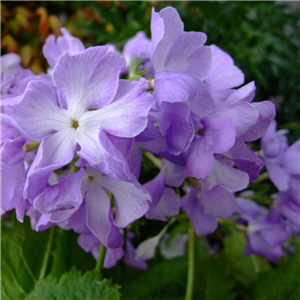 Primula sieboldii Rasyoumon