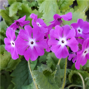 Primula sieboldii Rock Candy