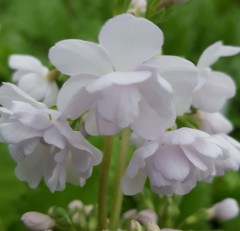 Primula sieboldii Sato Zakura