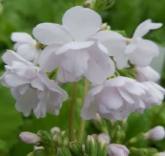 Primula sieboldii Sato Zakura