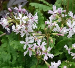 Primula sieboldii Shiro-tonbo