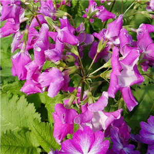 Primula sieboldii Shishi-fujin