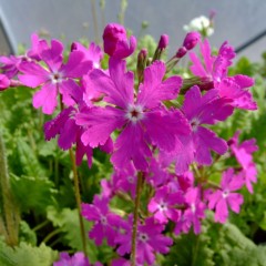 Primula sieboldii Sinakatonba