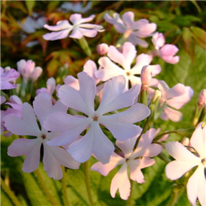 Primula sieboldii Sitikenjin