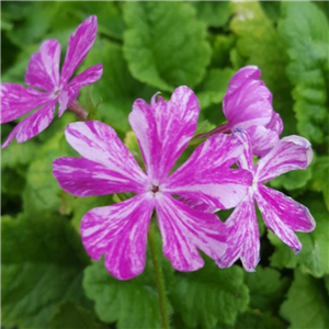 Primula sieboldii Subijin