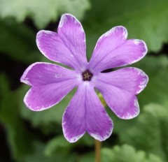 Primula sieboldii Sumi Zome Genji