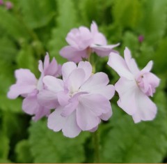 Primula sieboldii Taki Meki