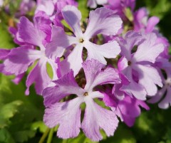 Primula sieboldii Tukasamesi