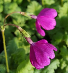 Primula sieboldii Yuhi-beni