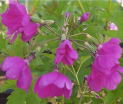 Primula sieboldii Yuhi-beni