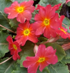 Primula Tomato Red