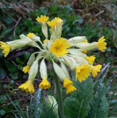 Primula veris