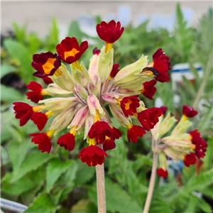 Primula veris Sunset Shades