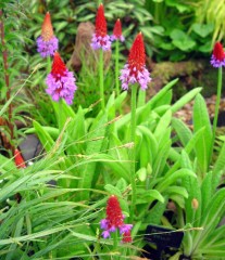 Primula vialii