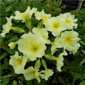 Primula vulgaris Moneygall