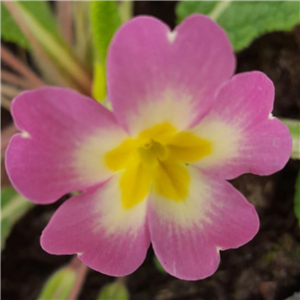 Primula vulgaris pink form