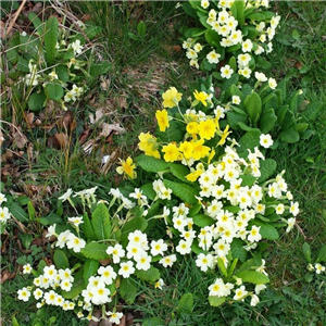 Primula vulgaris