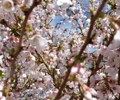 Prunus incisa Kojo No Mai