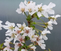 Prunus incisa Kojo No Mai