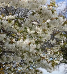 Prunus Taihaku