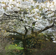 Prunus Taihaku