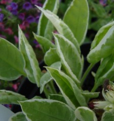 Pulmonaria rubra David Ward