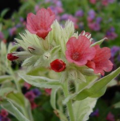 Pulmonaria rubra David Ward