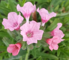 Pulmonaria saccharata Dora Bielfeld