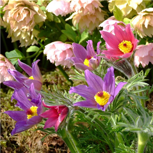 Pulsatilla vulgaris Papageno