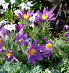 Pulsatilla vulgaris