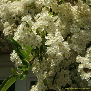 Pyracantha Mohave