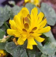 Ranunculus ficaria Double Bronze