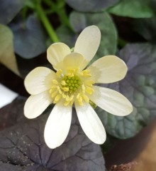 Ranunculus ficaria Hyde Hall