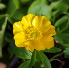 Ranunculus montanus Molten Gold