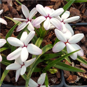 Rhodohypoxis Aya San