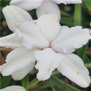 Rhodohypoxis Douglas