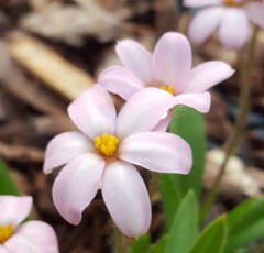 Rhodohypoxis Little Pink Pet