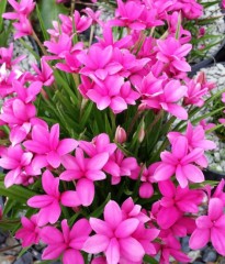 Rhodohypoxis milloides