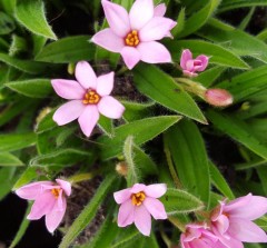 Rhodoxis Hebron Farm Pink