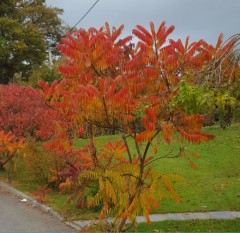 Rhus typhina