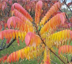 Rhus typhina