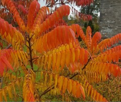 Rhus typhina