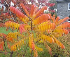 Rhus typhina