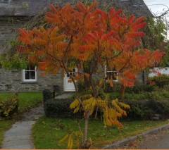 Rhus typhina