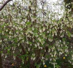 Ribes sanguineum White Icicle