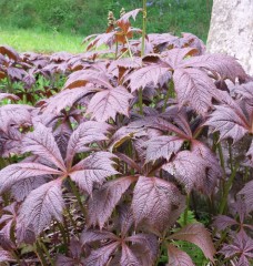 Rodgersia pinnata Chocolate Wings