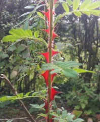 Rosa sericea omeiensis pteracantha