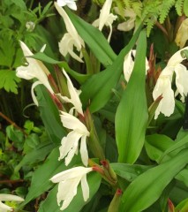 Roscoea beesiana