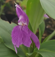 Roscoea cangshanensis