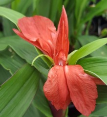 Roscoea purpurea Rubra (Red Gurkha)